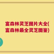 富森林灵芝图片大全(富森林最全灵芝图鉴)
