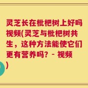 灵芝长在枇杷树上好吗视频(灵芝与枇杷树共生，这种方法能使它们更有营养吗？- 视频)
