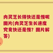 肉灵芝长得快还是慢呢图片(肉灵芝生长速度究竟快还是慢？图片解答)