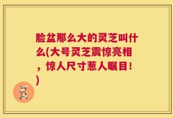 脸盆那么大的灵芝叫什么(大号灵芝震惊亮相，惊人尺寸惹人瞩目！)