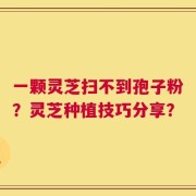 一颗灵芝扫不到孢子粉？灵芝种植技巧分享？