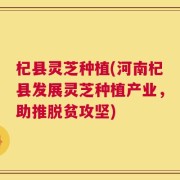 杞县灵芝种植(河南杞县发展灵芝种植产业，助推脱贫攻坚)