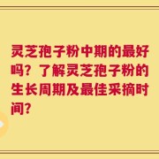 灵芝孢子粉中期的最好吗？了解灵芝孢子粉的生长周期及最佳采摘时间？