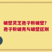 破壁灵芝孢子粉破壁？孢子粉破壳与破壁区别