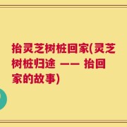 抬灵芝树桩回家(灵芝树桩归途 —— 抬回家的故事)