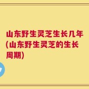 山东野生灵芝生长几年(山东野生灵芝的生长周期)