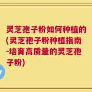 灵芝孢子粉如何种植的(灵芝孢子粉种植指南-培育高质量的灵芝孢子粉)