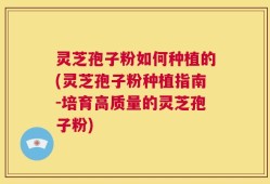 灵芝孢子粉如何种植的(灵芝孢子粉种植指南-培育高质量的灵芝孢子粉)