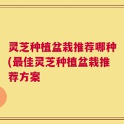 灵芝种植盆栽推荐哪种(最佳灵芝种植盆栽推荐方案