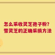 怎么采收灵芝孢子粉？雪灵芝的正确采摘方法