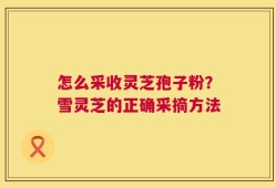 怎么采收灵芝孢子粉？雪灵芝的正确采摘方法
