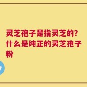 灵芝孢子是指灵芝的？什么是纯正的灵芝孢子粉