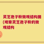 灵芝孢子粉微观结构图(观察灵芝孢子粉的微观结构