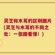 灵芝和木耳的区别图片(灵芝与木耳的不同之处：一张图看懂！)