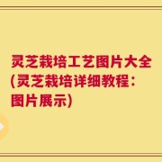 灵芝栽培工艺图片大全(灵芝栽培详细教程：图片展示)
