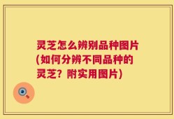 灵芝怎么辨别品种图片(如何分辨不同品种的灵芝？附实用图片)
