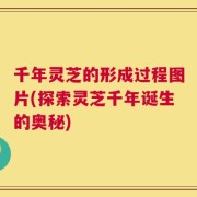 千年灵芝的形成过程图片(探索灵芝千年诞生的奥秘)