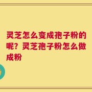 灵芝怎么变成孢子粉的呢？灵芝孢子粉怎么做成粉