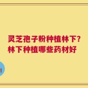 灵芝孢子粉种植林下？林下种植哪些药材好