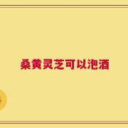 桑黄灵芝可以泡酒