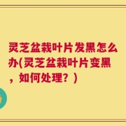 灵芝盆栽叶片发黑怎么办(灵芝盆栽叶片变黑，如何处理？)