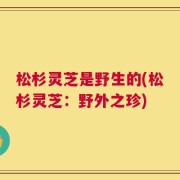 松杉灵芝是野生的(松杉灵芝：野外之珍)