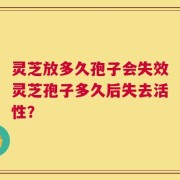 灵芝放多久孢子会失效灵芝孢子多久后失去活性？