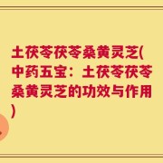 土茯苓茯苓桑黄灵芝(中药五宝：土茯苓茯苓桑黄灵芝的功效与作用)
