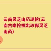 云南灵芝山药现挖(云南古寨挖掘出珍稀灵芝山药)