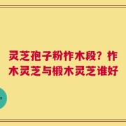 灵芝孢子粉柞木段？柞木灵芝与椴木灵芝谁好
