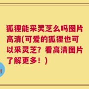 狐狸能采灵芝么吗图片高清(可爱的狐狸也可以采灵芝？看高清图片了解更多！)
