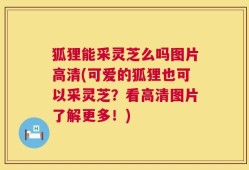 狐狸能采灵芝么吗图片高清(可爱的狐狸也可以采灵芝？看高清图片了解更多！)