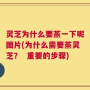 灵芝为什么要蒸一下呢图片(为什么需要蒸灵芝？  重要的步骤)