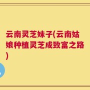 云南灵芝妹子(云南姑娘种植灵芝成致富之路)