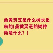 桑黄灵芝是什么树长出来的(桑黄灵芝的树种类是什么？)