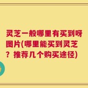灵芝一般哪里有买到呀图片(哪里能买到灵芝？推荐几个购买途径)