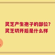灵芝产生孢子的部位？灵芝切开后是什么样