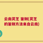 云南灵芝 鉴别(灵芝的鉴别方法来自云南)