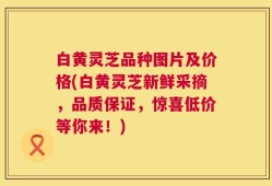 白黄灵芝品种图片及价格(白黄灵芝新鲜采摘，品质保证，惊喜低价等你来！)