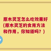 原木灵芝怎么吃效果好(原木灵芝的食用方法和作用，你知道吗？)