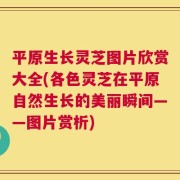平原生长灵芝图片欣赏大全(各色灵芝在平原自然生长的美丽瞬间——图片赏析)