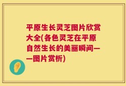 平原生长灵芝图片欣赏大全(各色灵芝在平原自然生长的美丽瞬间——图片赏析)