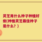 灵芝用什么种子种植好些(种植灵芝最佳种子是什么？)
