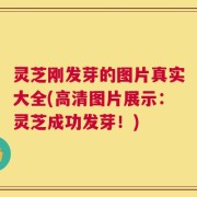 灵芝刚发芽的图片真实大全(高清图片展示：灵芝成功发芽！)