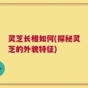 灵芝长相如何(探秘灵芝的外貌特征)