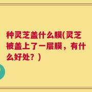 种灵芝盖什么膜(灵芝被盖上了一层膜，有什么好处？)