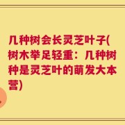 几种树会长灵芝叶子(树木举足轻重：几种树种是灵芝叶的萌发大本营)