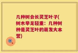 几种树会长灵芝叶子(树木举足轻重：几种树种是灵芝叶的萌发大本营)