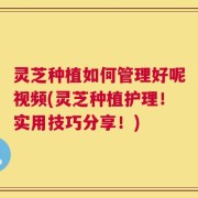 灵芝种植如何管理好呢视频(灵芝种植护理！实用技巧分享！)