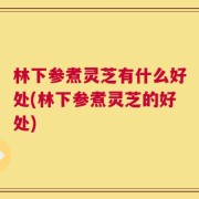 林下参煮灵芝有什么好处(林下参煮灵芝的好处)